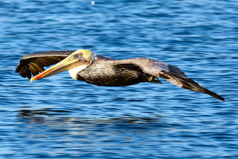  Brown pelican gliding low over calm ocean water.