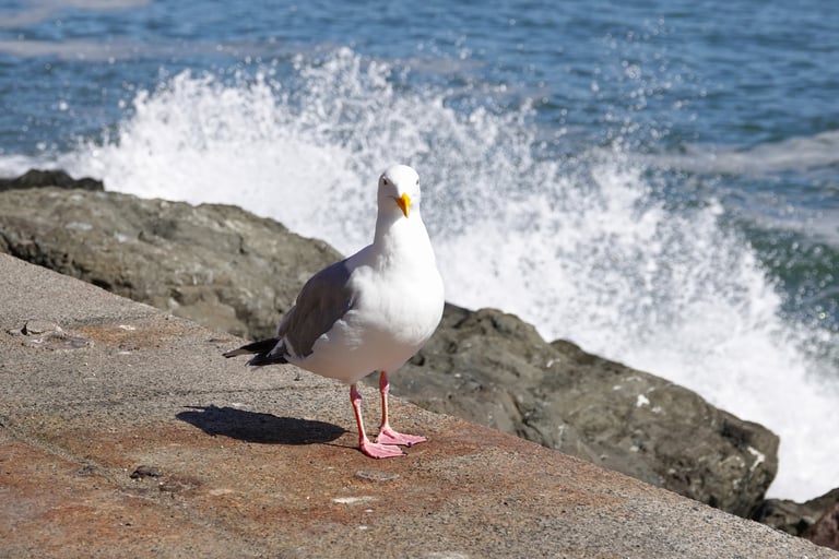 Western gull standing on rocks as a wave crashes in the background.