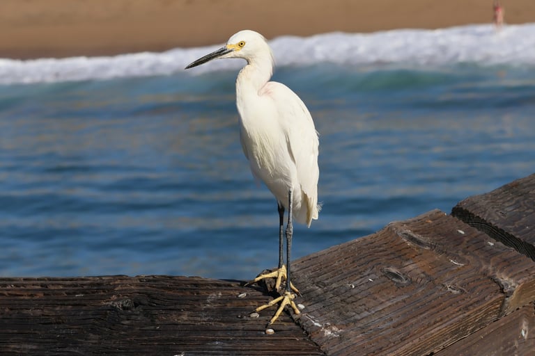 Snowy egret perched on a wooden pier railing, ocean and beach visible behind.