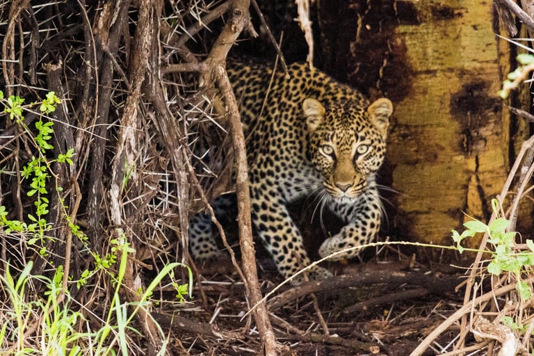 A leopard standing in dappled shade, looking directly at the camera.
