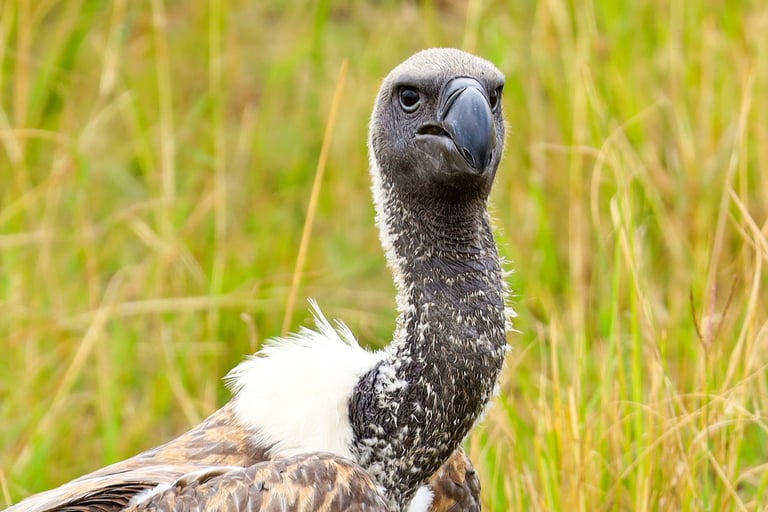 Close-up of a white-backed vulture staring directly at the camera.
