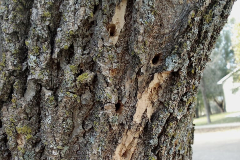 Woodpecker holes on EAB infested Minnesota ash.