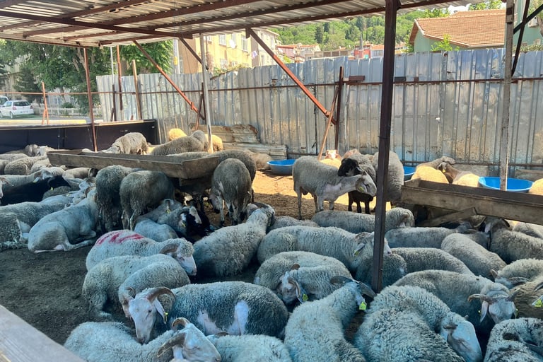 Sheeps in a pen for Qurbani
