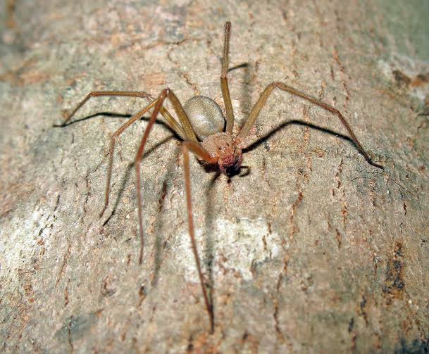 aranha marrom