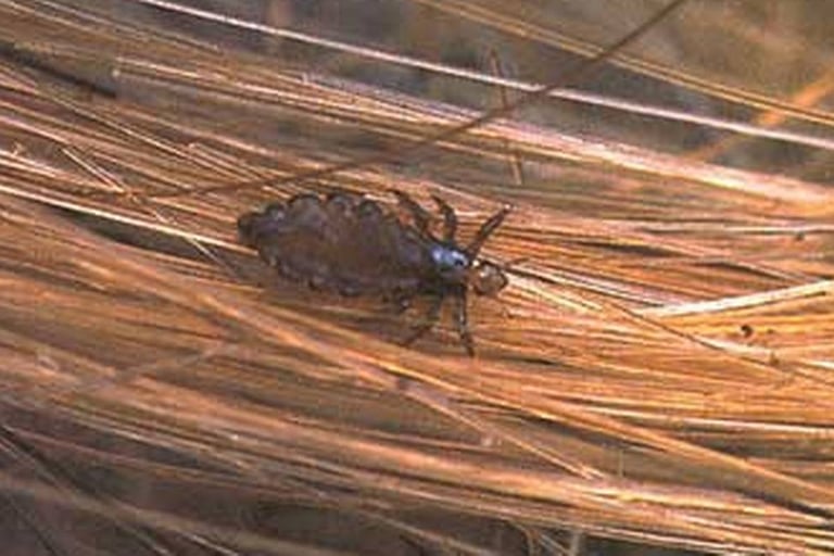 Piolhos