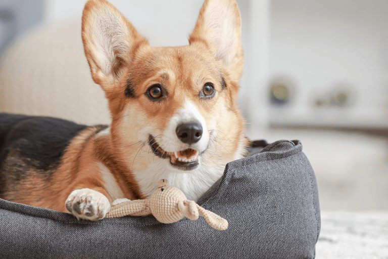 Happy pet in a clean home