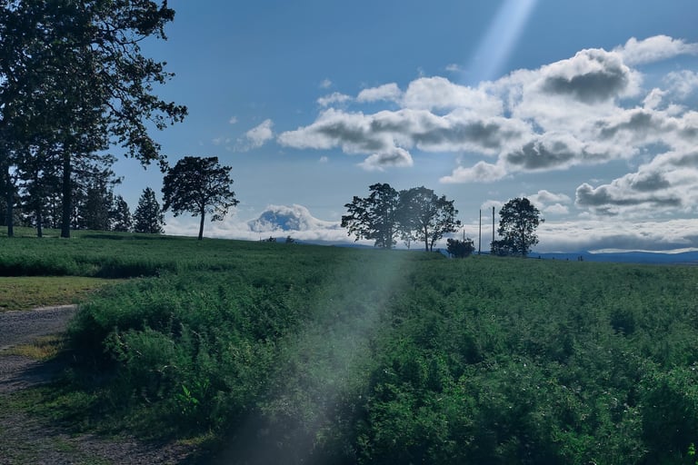 a field with a sun shining through the clouds overlooking Mt Hood