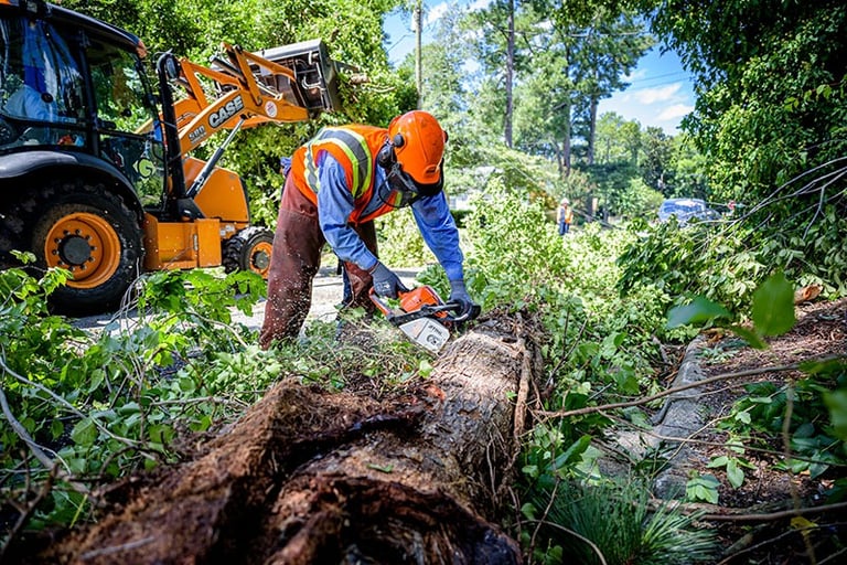 tree service in hampton, virginia
