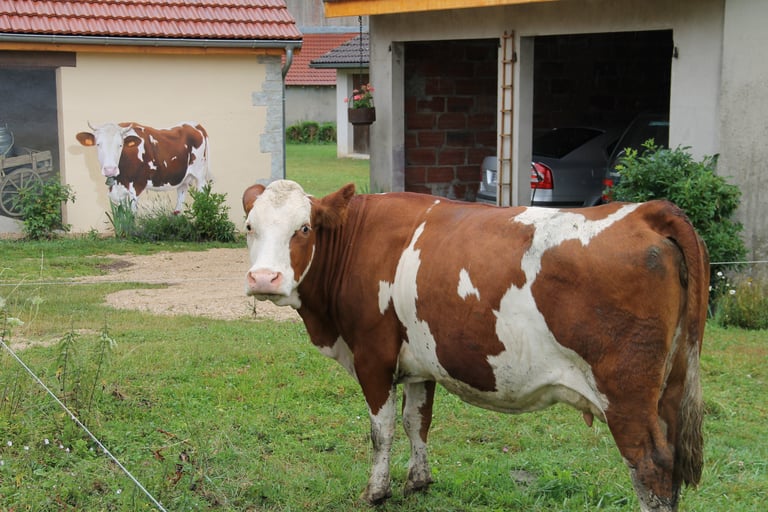Tête à tête entre une vrai vache et une autre en trompe-l'oeil peint sur une façade