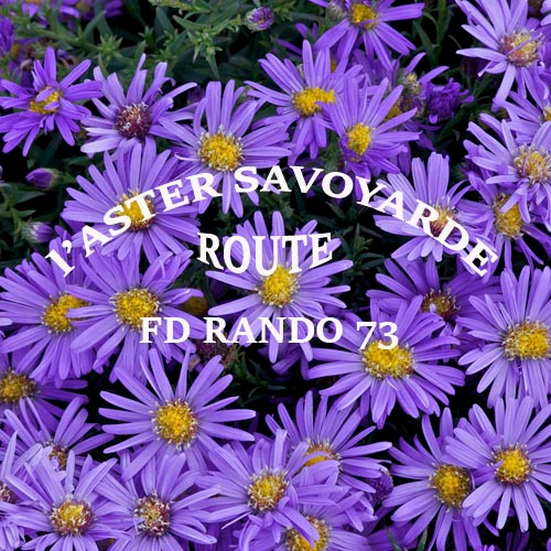 a bunch of purple flowers with the words, FD RANDO route