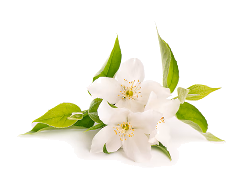 jasmin
