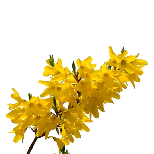 osmonthus