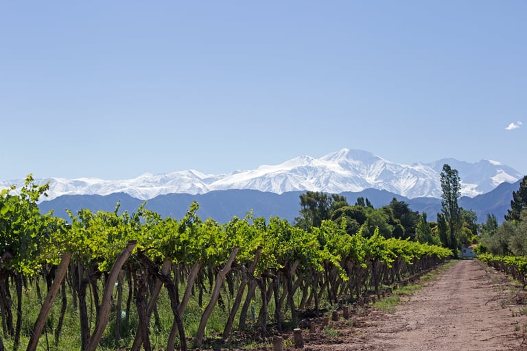 Vineyards, White Peaks Background, Mendoza, Argentina