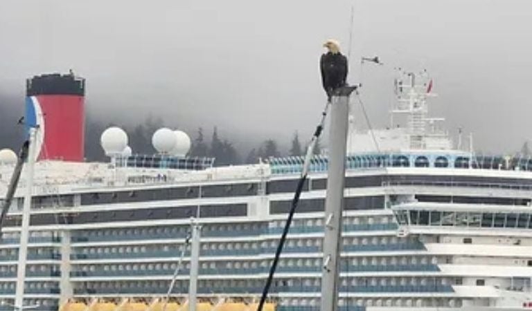 Eagle spotted outside our cruise ship