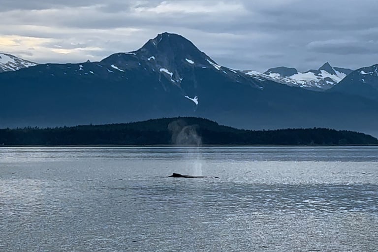 Whale Watching from the Cruise Ship