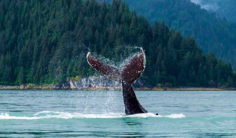 Alaska Whale Watching Tours