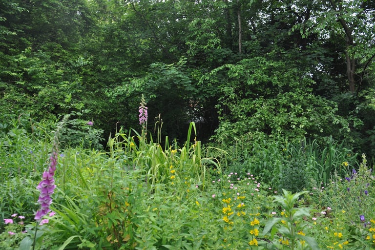 A selection of beautiful wild flowers growing at the wildlife park