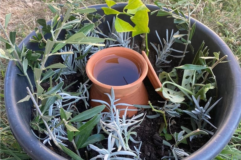 bouturage avec une oya