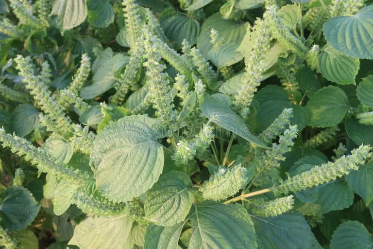 perilla-leaves-for-natural-seasonal-and-respiratory-support