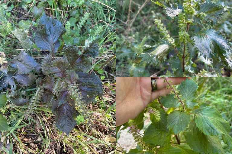 perilla-leaves-for-natural-seasonal-and-respiratory-support