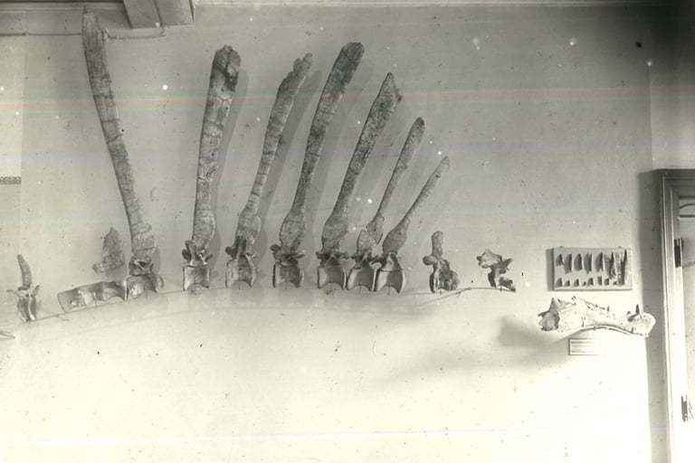 Única fotografía del primer esqueleto de Spinosaurus, tomada por Stromer.