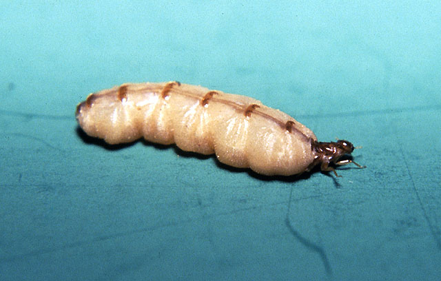A termite queen can live for 50 years