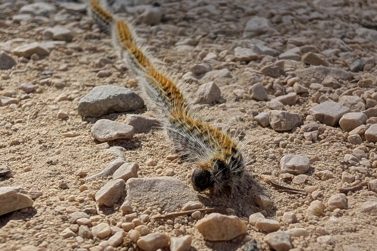 Chenilles processionnaires chenilles cocon