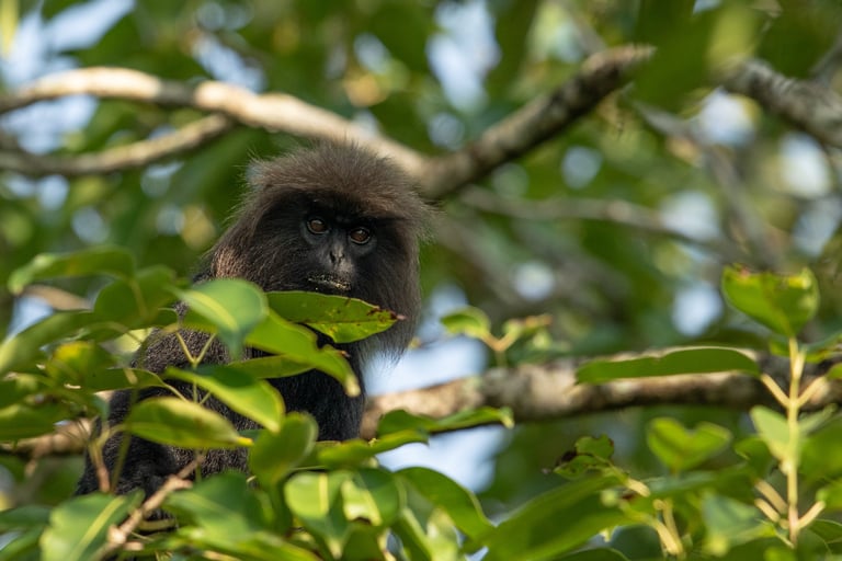 Nilgiri Langur