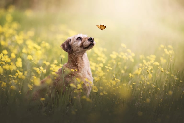 Hund mit Schmetterling im Blumenfeld