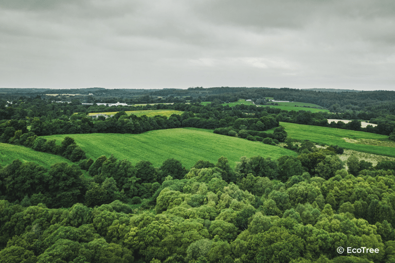 Paysage forestier