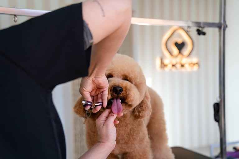 mejores peluquerías canina en zaragoza