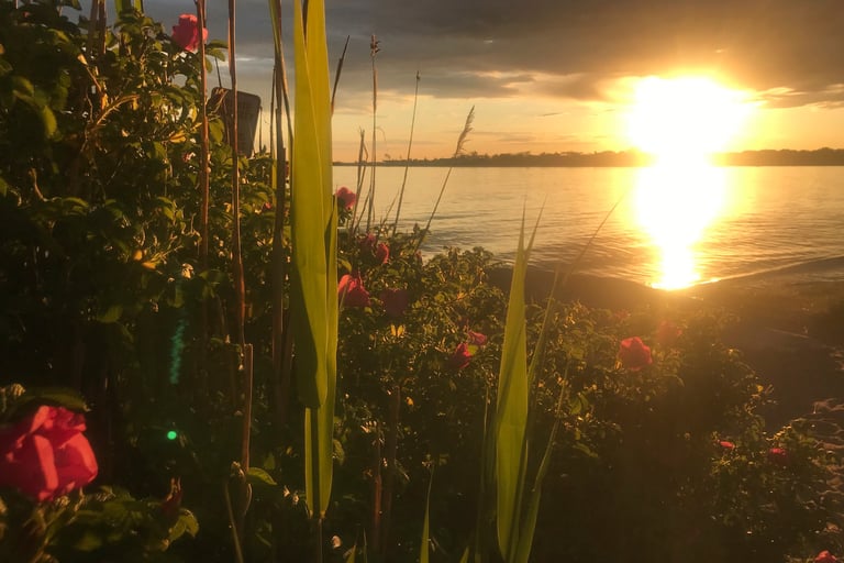 Beach roses and sunset in Clinton, CT