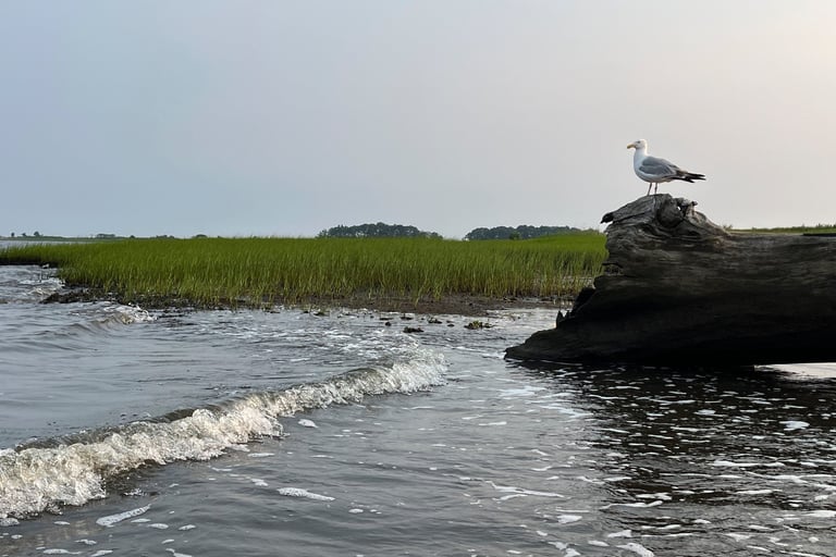 A seagull stands watch perched on a driftwood tree on Cedar Island in Clinton, CT