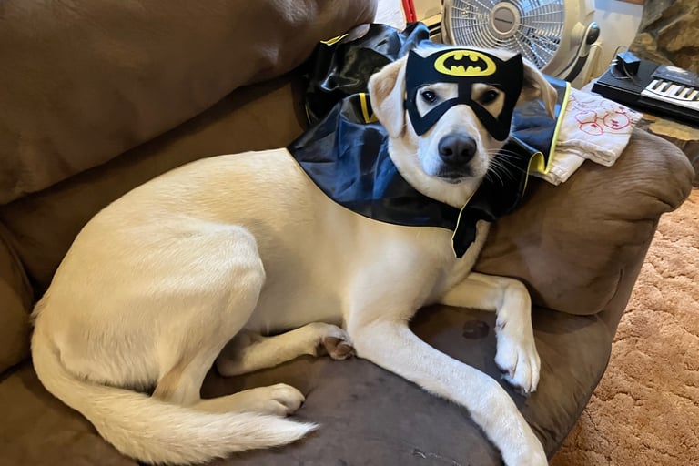 Cream-colored husky wearing a batman mask & cape