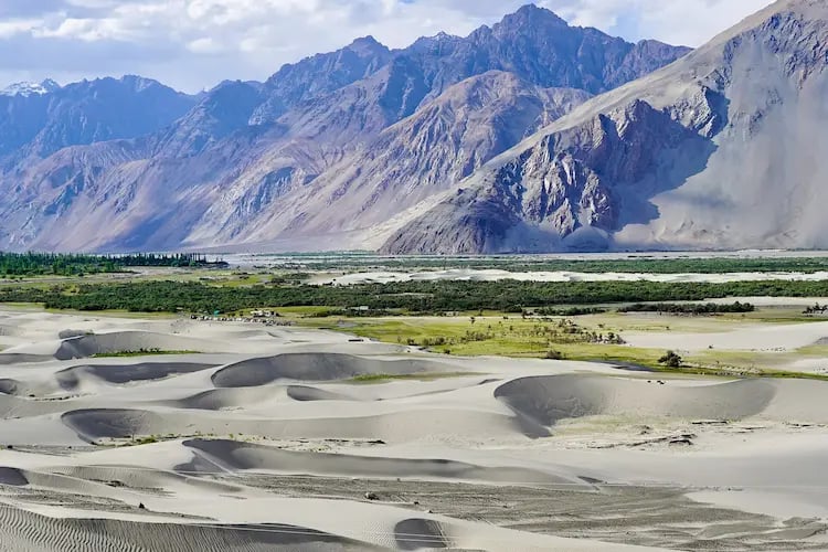 Sand dunes and poplar trees in Nubra Valley with rugged Himalayan mountains in Ladakh.