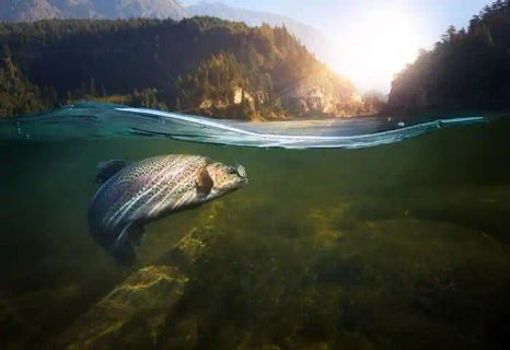 salmon turning in the water