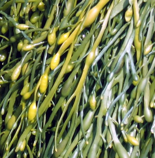 green seaweed