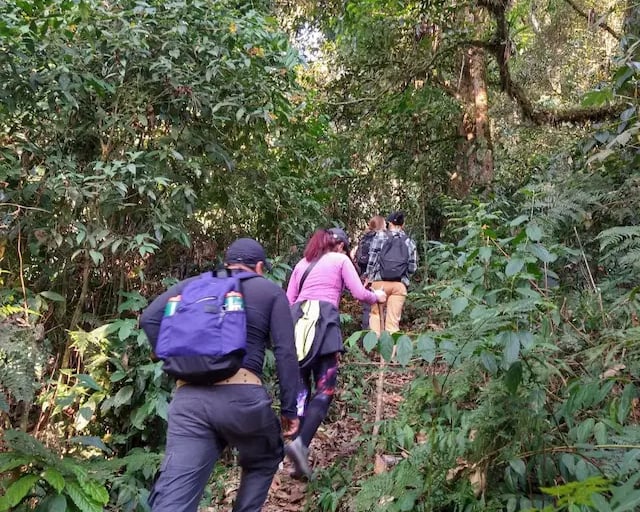 a group of people walking through a forest