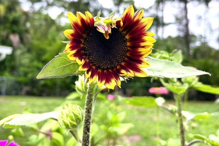 sunflower opening in shape of a heart