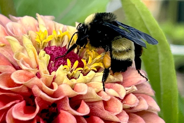 Fuzzy carpenter bee on ombre zinnia bloom