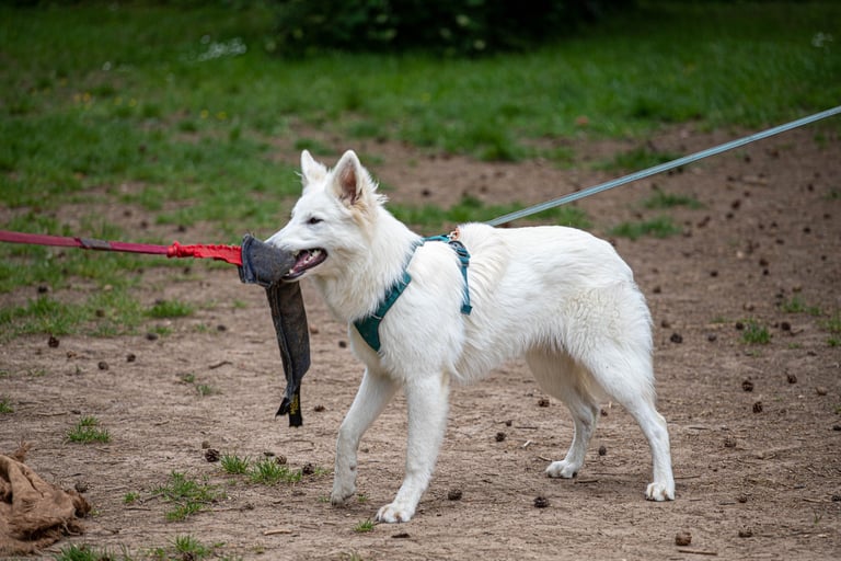 Test d'aptitude au travail Dog's Learning