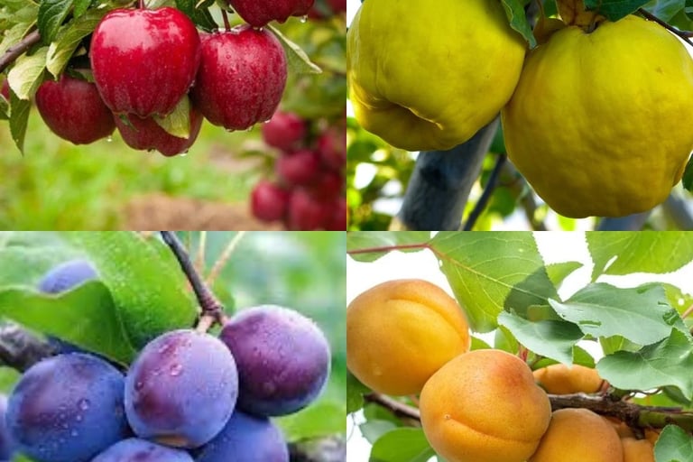 Listing fruitier plantes nord Finistère