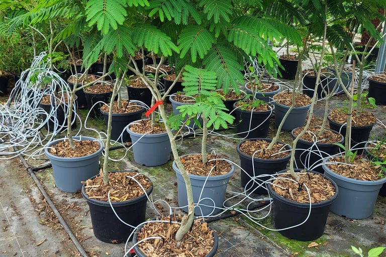 Listing plants plantes nord Finistère