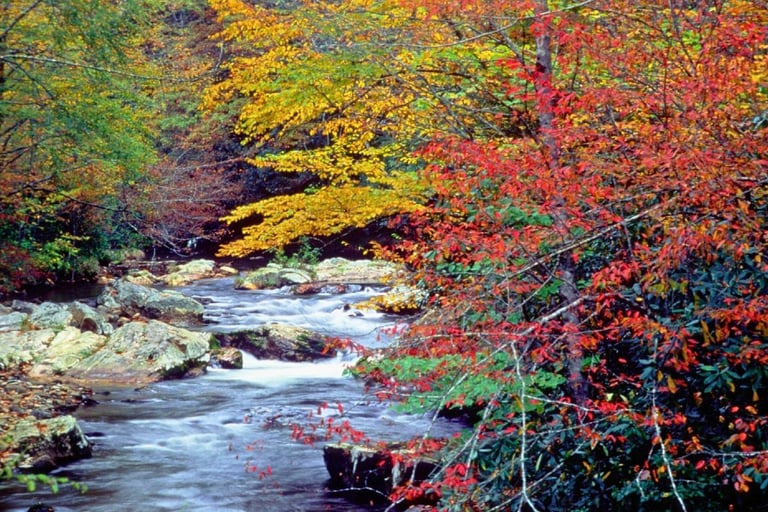 a stream running through a forest filled with colorful leaves