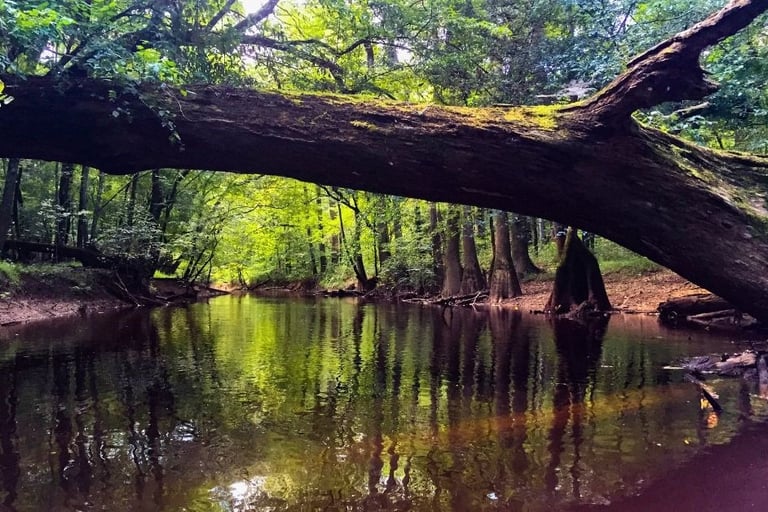 a swamp with a tree hanging over a creek