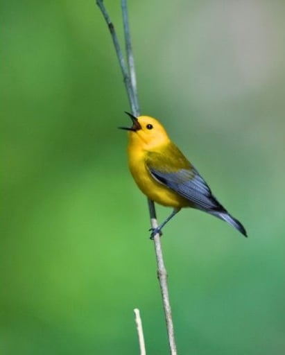 a yellow bird perched on a branch of a tree