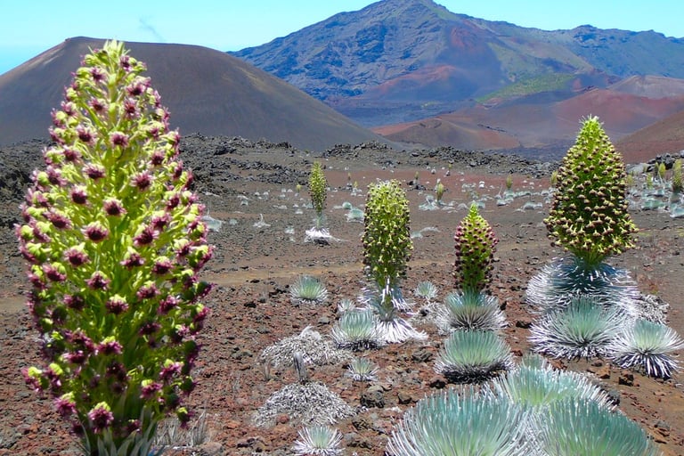 a mountain range with flowering plants in the valley