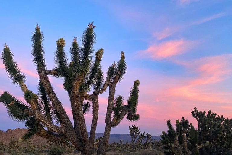 Joshua Tree National Park