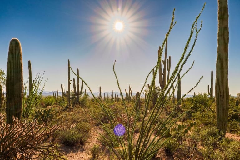 Saguaro National Park