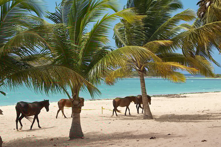 a group of horses walking on a beach